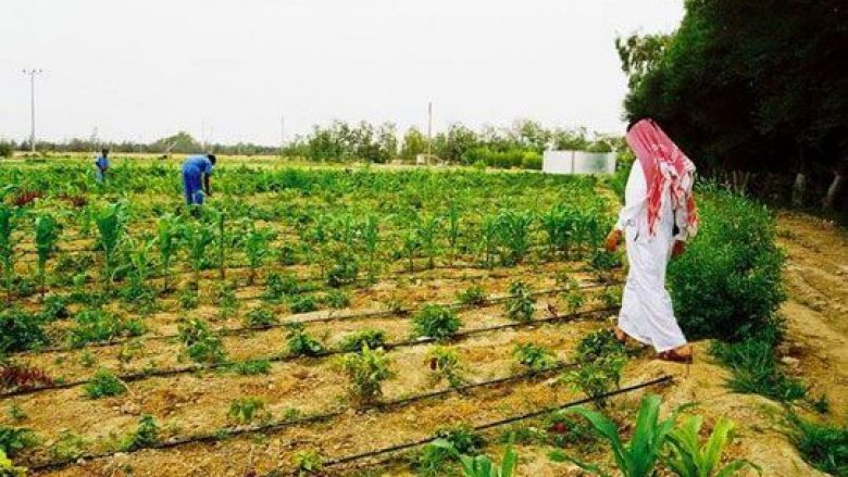 Kriza me fqinjët, detyron Katarin ta shndërrojë shkretëtirën në tokë bujqësore