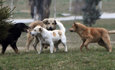 Qytetarët në Tetovë në hall prej qenve endacak