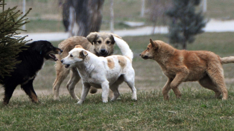 Rishfaqen qentë endacak në rrugët e Tetovës