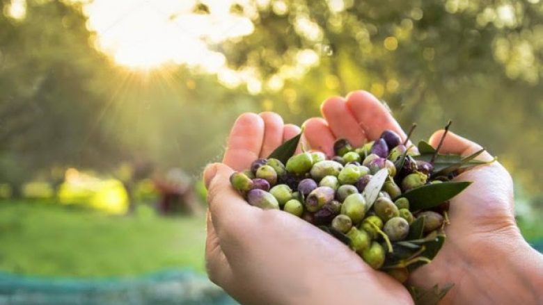 Vaji i ullirit “Made in Albania”, rritje e eksporteve në disa vende të botës
