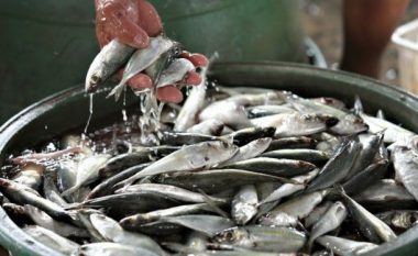 Klubi i Prodhuesve kundër bllokimit të importit të peshkut të prodhuesve kosovarë nga Maqedonia Veriore