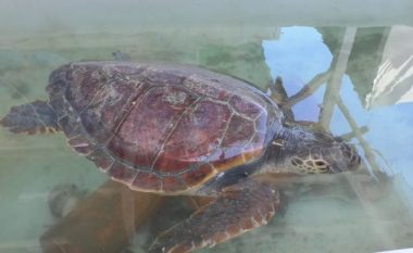 Kapet një breshkë e rrallë në Shqipëri