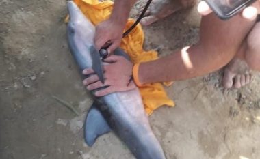 Pushuesit ndihmojnë delfinin që të lindë në Gjirin e Lalzit (Video)