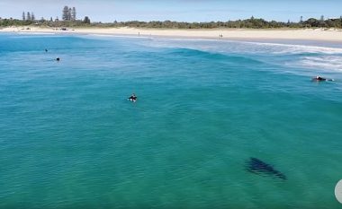 Droni filmon peshkaqenin gjigant duke “shëtitur” nën këmbët e notuesve në Australi (Video)