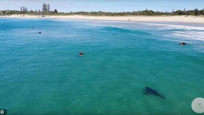 Droni filmon peshkaqenin gjigant duke “shëtitur” nën këmbët e notuesve në Australi (Video)