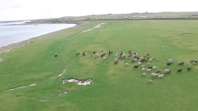 Ishulli skocez ofron punën e ëndrrave, kandidatët duhet të kujdesen për delet – paga 24,473 euro në vit