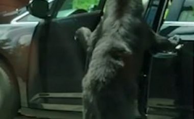 Ariu i hapi me lehtësi dyert e një veture, derisa ishte duke kërkuar për ushqim (Video)
