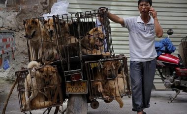 Qyteti britanik ndalon festivalin e ngrënies së mishit të qenit, të ngjashëm me atë që zhvillohet në Kinë