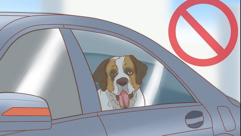 Si të veproni nëse e shihni një qen që ka ngecur në veturë të nxehtë