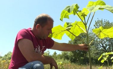 Druri i rrallë në Kosovë, Shefqet Berisha mbjell 8 hektarë me Paulownia në Herticë