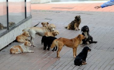 Kryetari i Vitisë: Projekti i AVUK-ut për qentë endacak ka dështuar