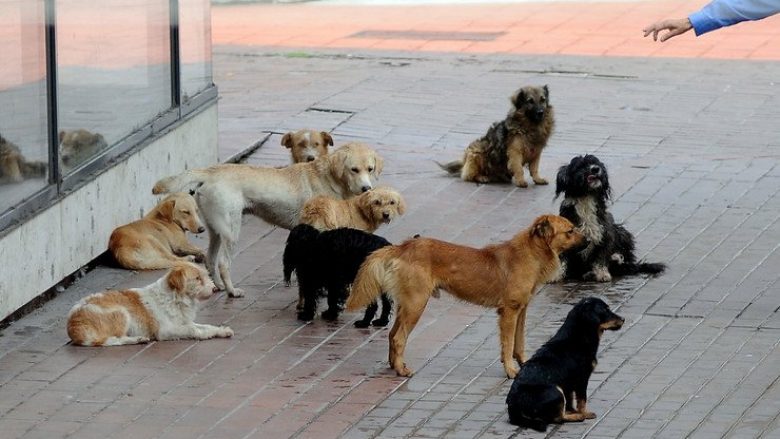 Tetovë: Një qendër rajonale për qentë endacak