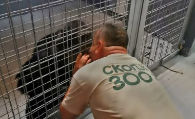 Takim emocionues mes shimpanzes ‘Koko’ me rojën e tij në Shkup