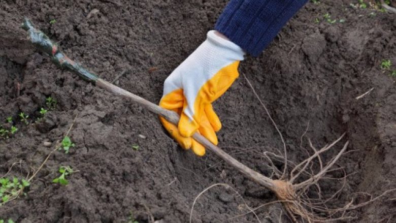 ​Etiopia thyen rekord me 200 milionë fidanë të mbjella për 12 orë