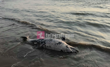 Delfini i ngordhur në Gjirin e Lalzit, dallgët e nxjerrin në breg