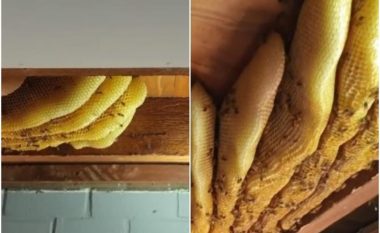 Vërejti diçka të çuditshme në tavan, kërkoi ndihmën e bletarit – australiani gjen 60 mijë bletë e 50 kilogramë mjaltë