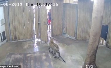 Mendoi se ishte mace, gjyshi ia hapë derën leopardit – ia sulmon nipin dyvjeçar