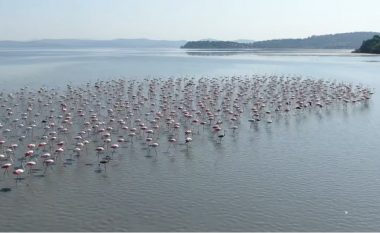 Flamingot “pushtojnë” Shqipërinë, pamje mahnitëse nga droni