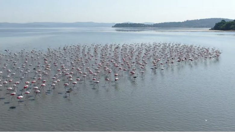 Flamingot “pushtojnë” Shqipërinë, pamje mahnitëse nga droni