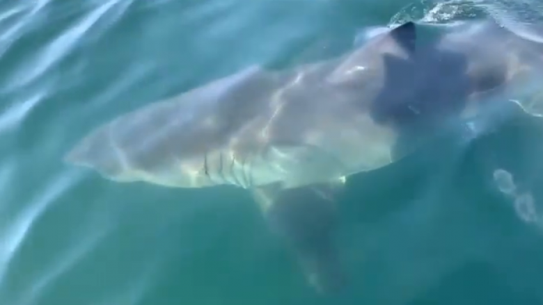 ​Peshkaqeni gjigant befason njerëzit në det