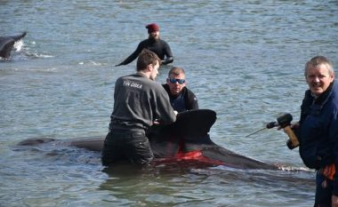 Vriten balenat, deti në ishujt Faroe mbulohet me gjak