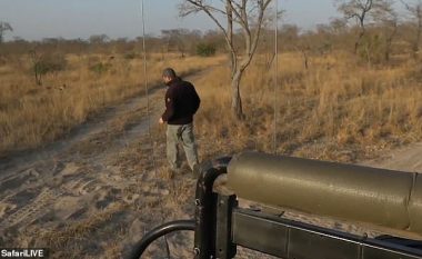 Udhëzuesi Safari ndjek gjurmët e luanit, por “befasohet” nga një grup i tyre, vetëm disa metra larg tij