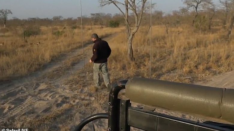 Udhëzuesi Safari ndjek gjurmët e luanit, por “befasohet” nga një grup i tyre, vetëm disa metra larg tij