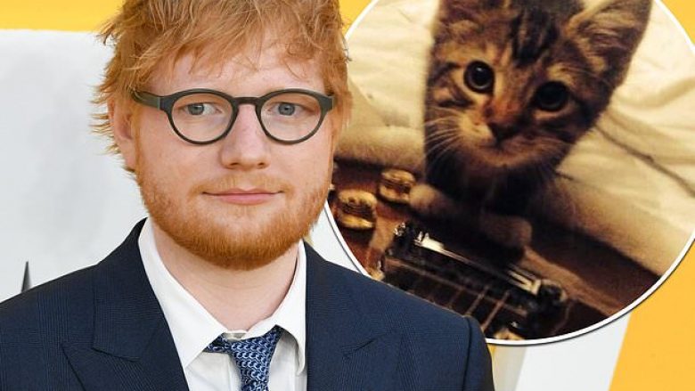 Ed Sheeran i pikëlluar, macja e tij ngordh pasi goditet me veturë