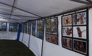Ekzpozitë për identifikimin e shpezëve në parkun e Gërmisë