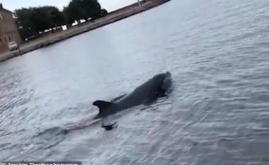 Delfini shfaqet pranë barkës së turistëve, duke ndjekur disa kandilë të detit