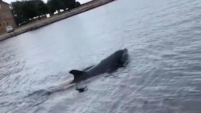 Delfini shfaqet pranë barkës së turistëve, duke ndjekur disa kandilë të detit