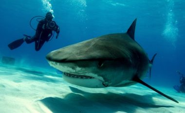 U sulmua nga peshkaqeni, dërgohet menjëherë në spital – momenti kur zhytësi i mbuluar me gjak del zvarrë nga uji