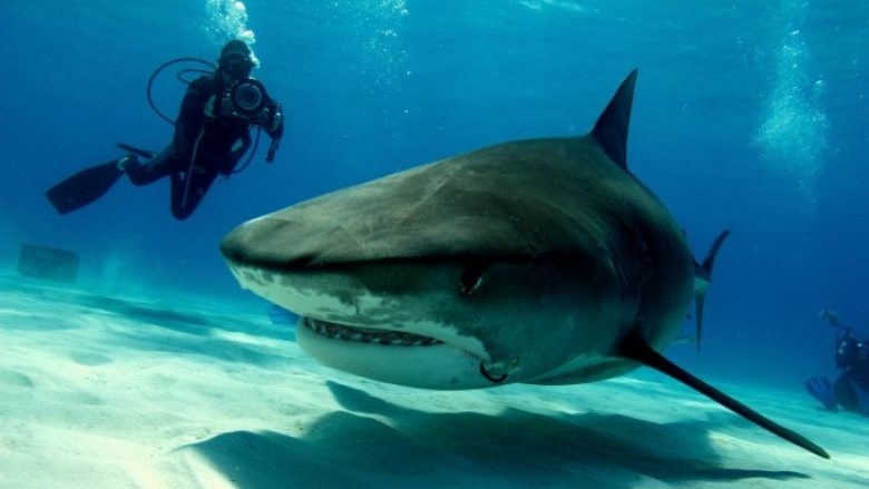 U sulmua nga peshkaqeni, dërgohet menjëherë në spital – momenti kur zhytësi i mbuluar me gjak del zvarrë nga uji