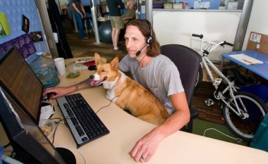 Mbajtja e kafshëve në zyre e zvogëlon stresin dhe e rritë produktivitetin
