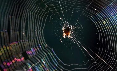 NASA u kishte dhënë drogë merimangave – rezultatet të çuditshme, po aq sa eksperimenti