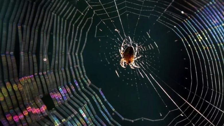 NASA u kishte dhënë drogë merimangave – rezultatet të çuditshme, po aq sa eksperimenti