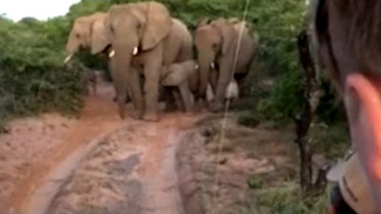 Veprimi i thjeshtë me të cilin zmbrapsi elefantin, kur iu drejtua grupit të turistëve