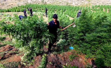 Kultivimi i marijuanës, policia nxjerr në terren 1,600 forca