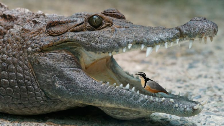 A e dini pse zogu futet në gojën e krokodilit dhe pse nuk është fare i rrezikuar?