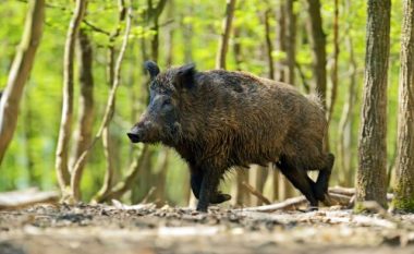 Ushtria do të përfshihet në gjuajtjen e derrave të egër në Maqedoni