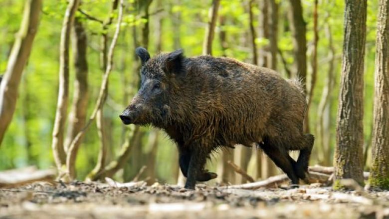 Ushtria do të përfshihet në gjuajtjen e derrave të egër në Maqedoni