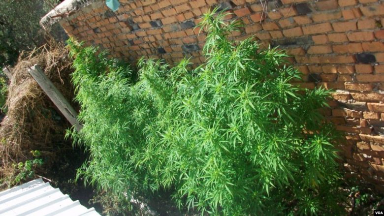 Asgjësohen 540 bimë si të dyshuara narkotike në Istog