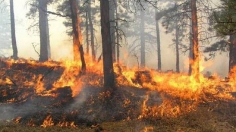 Zjarr i madh në Mallakastër, në rrezik sipërfaqe të mbjella me ullinj shekullorë