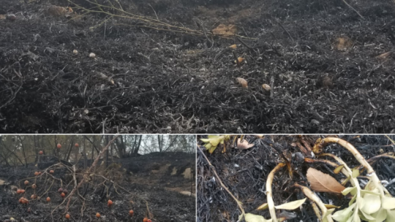 Fillojnë përgatitjet për pyllëzimin e sipërfaqes së djegur nga zjarri në Veles