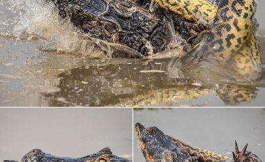 Krokodili humb betejën nga anakonda tetë metra e gjatë