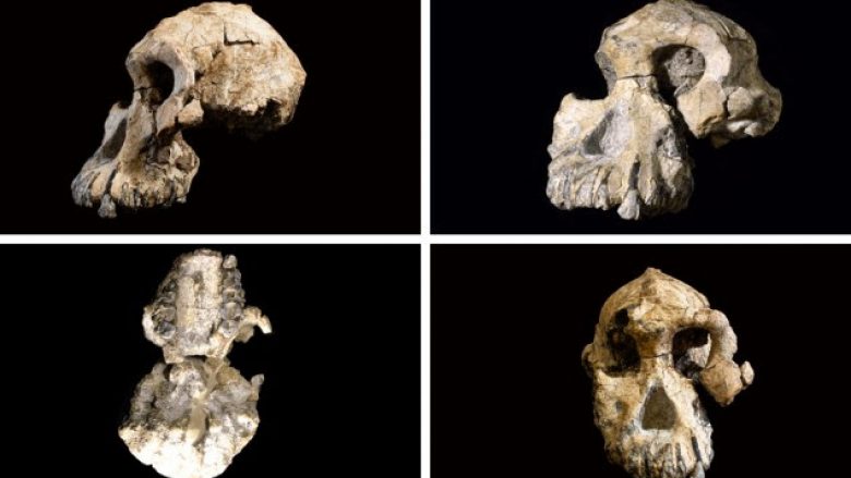 Zbulohet në Etiopi kafka deri më tani të panjohur e një paraardhësi të njeriut