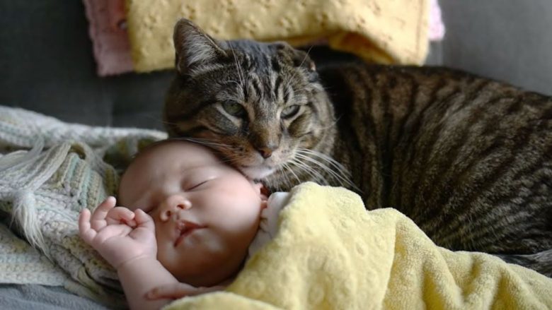 Macet lidhen me njerëzit njësoj si bebet, thotë studimi i ri