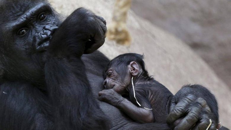 Gorillat krijojnë lidhje ngjashëm me njerëzit, kanë familje të zgjeruar dhe miq