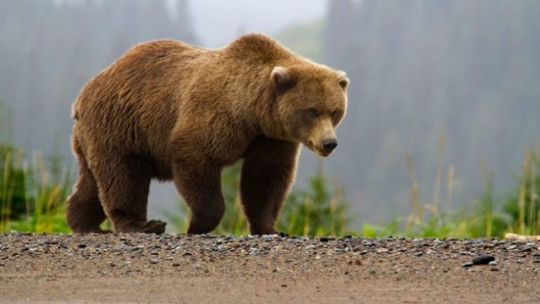 Një ari me dy këlyshë janë vrarë në parkun kombëtar “Mavrova”
