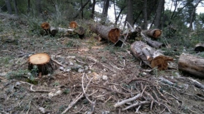 Aktakuzë kundër rojtarit të parkut kombëtar “Bjeshkët e Nemura” për deklarim të rrejshëm dhe mos deklarim të vjedhjes se pyllit